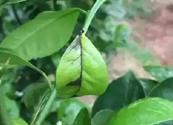 植物病害|黄皮炭疽病的发病原因及治疗方法