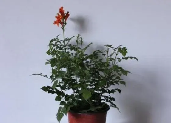 植物种类|藤蔓植物有哪些品种