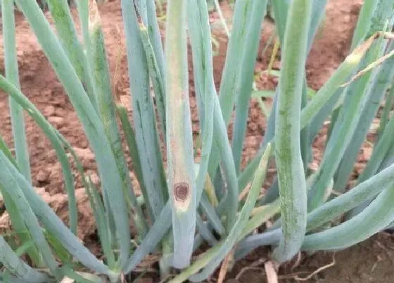 植物病害|大葱炭疽病发病原因 用药治疗方法