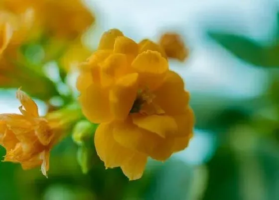 植物百科|长寿花有几种颜色 分别是哪些颜色