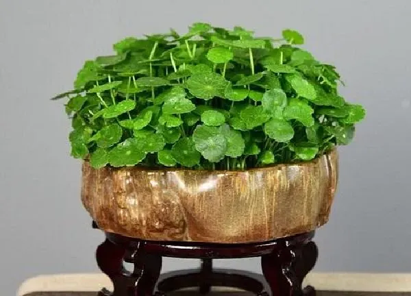 养殖科普|金钱草开花后怎么处理
