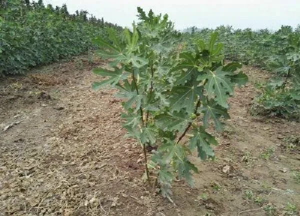 植物移栽|秋天能移栽树苗吗 秋季移栽树木最佳时间和注意事项