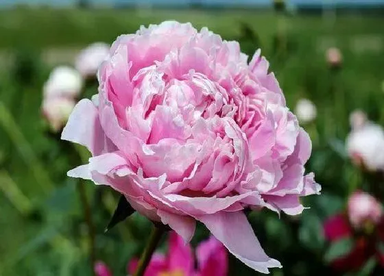 颜色花|牡丹花什么颜色