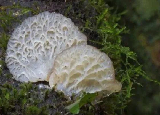 植物种类|真菌是植物吗 不属于植物界的原因