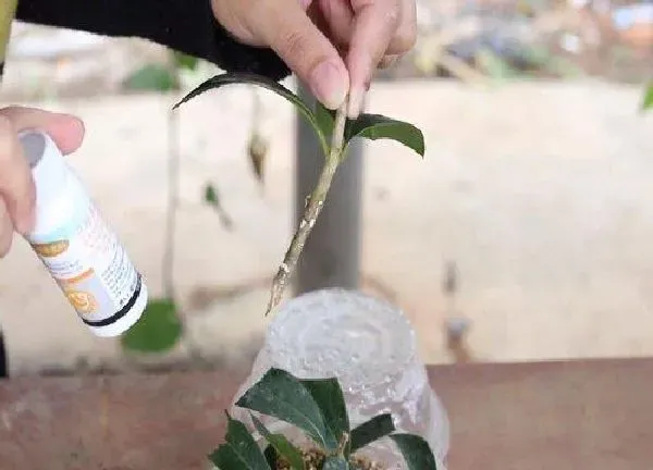 植物扦插|桂花树枝插土里能活吗 枝条怎样才能插活