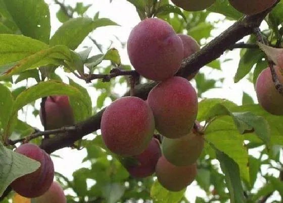 冬天植物|西梅耐寒吗