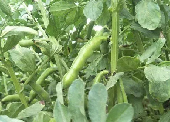 种植管理|种蚕豆用什么肥料最好 蚕豆底肥需要施什么肥料