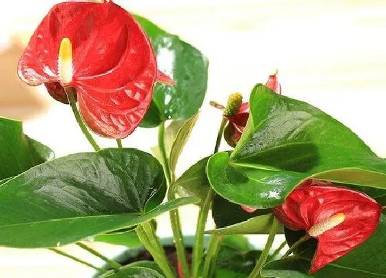 植物排行|红掌和白掌哪个好养