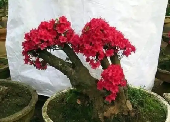 植物寓意|红山茶花的寓意和象征风水