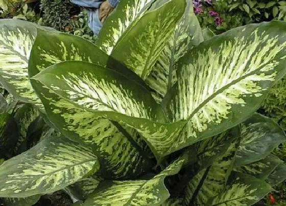 植物排行|万年青哪个品种好