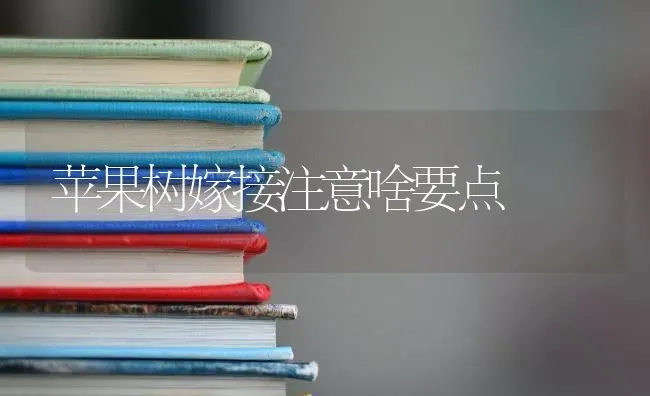 苹果树嫁接注意啥要点 | 瓜果种植