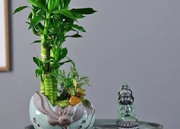 养殖方法|节节高可以用土养吗