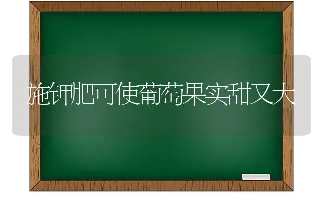 施钾肥可使葡萄果实甜又大 | 瓜果种植