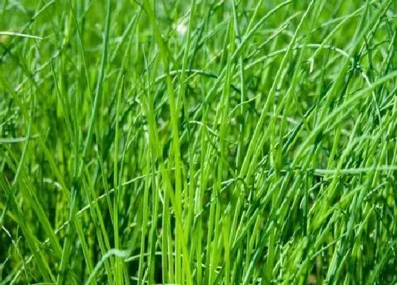 植物施肥|韭菜施什么肥最好