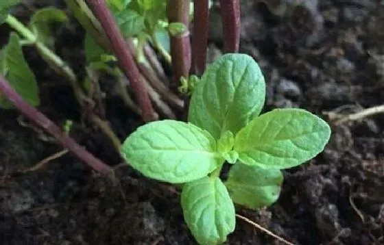 植物播种|薄荷种子怎么来的 怎么获得