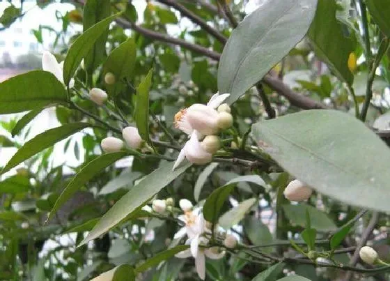 果实科普|橘子几月开花几月结果 在什么时候成熟上市