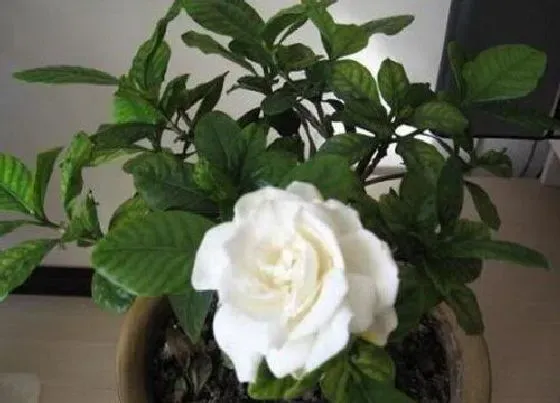 开花时间|栀子花多久能开花