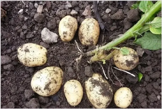 马铃薯日灼病的症状发病原因及防治方法 | 植物病害