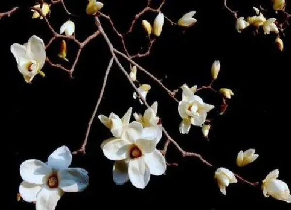 养殖方法|玉兰花怎么养才长得好