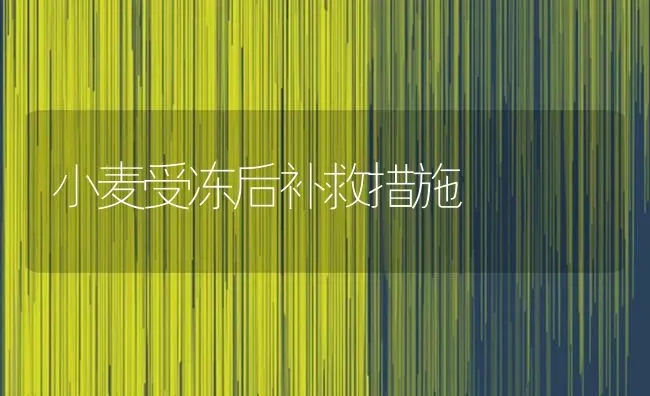 小麦受冻后补救措施 | 粮油作物种植