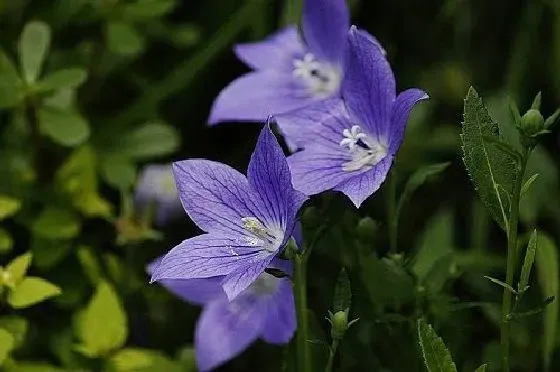 开花时间|桔梗几月份开花