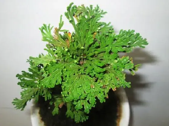 植物百科|卷柏是什么植物类别 属于什么科植物