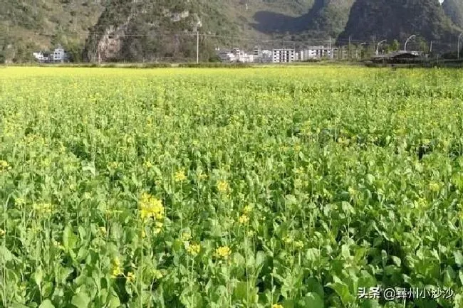 种植管理|油菜籽什么时候种植时间和方法，油菜籽几月份种合适）