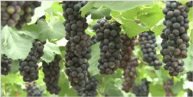 夏黑葡萄膨大剂的配方介绍 | 植物病害