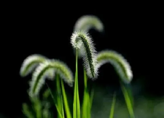 植物百科|狗尾草是花吗