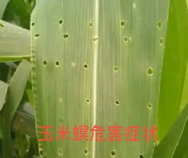 植物虫害|玉米钻心虫什么时候防治最佳（钻心虫什么时间防治好）