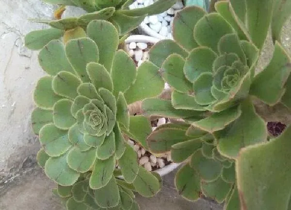 植物浇水|法师夏天怎么浇水方法