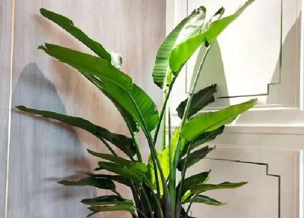 植物浇水|天堂鸟浇水要浇透吗 浇水的正确方法