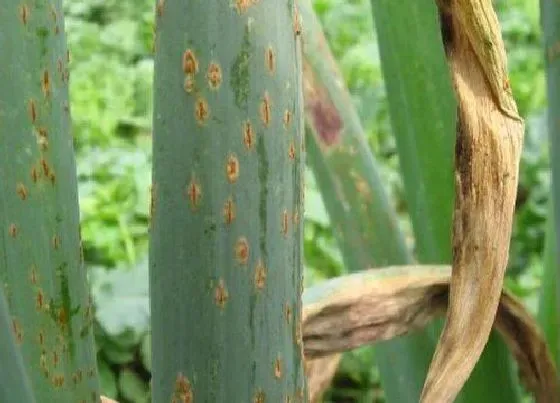植物病害|大葱炭疽病发病原因 用药治疗方法