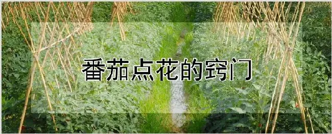 番茄点花的窍门 | 种植资料