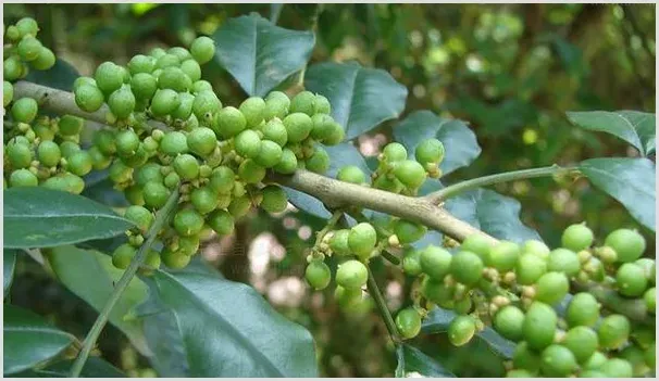 春季花椒树管理技巧要点 | 种植技术