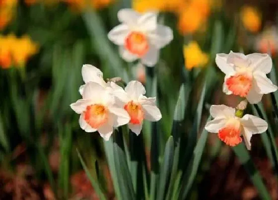 花语|水仙花的花语及代表意义