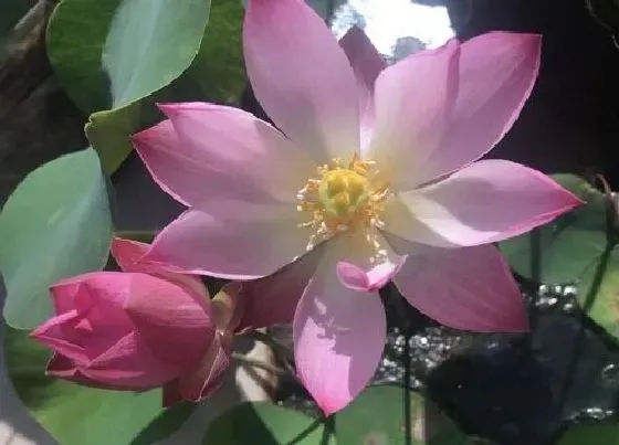 植物排行|水中生长的植物有哪些