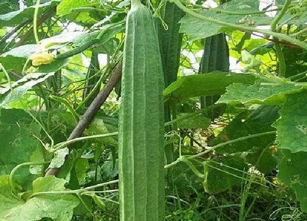 植物浇水|丝瓜需要每天浇水吗