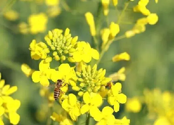 养殖方法|油菜花可以水养吗