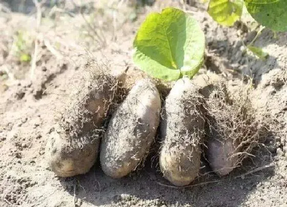 种植方法|毛薯的种植方法和时间