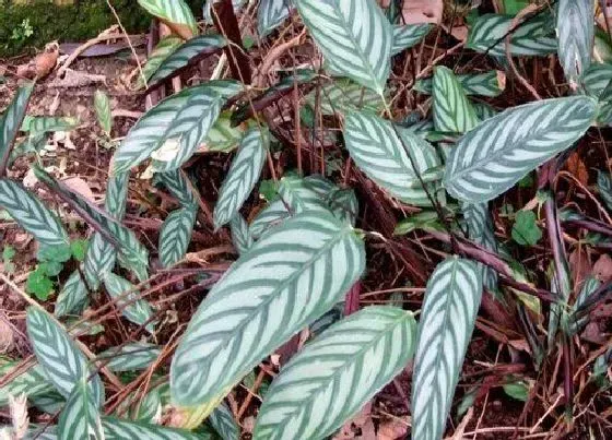 植物毒性|银羽竹芋有毒吗 可以放在室内养吗