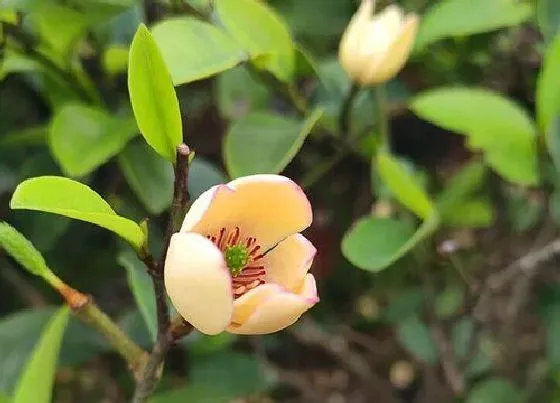 植物施肥|含笑施什么肥最好