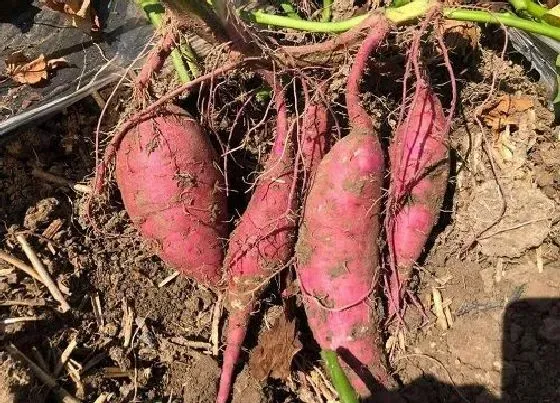 植物施肥|种红薯施什么肥料最好，红薯施什么肥料结的多产量高）