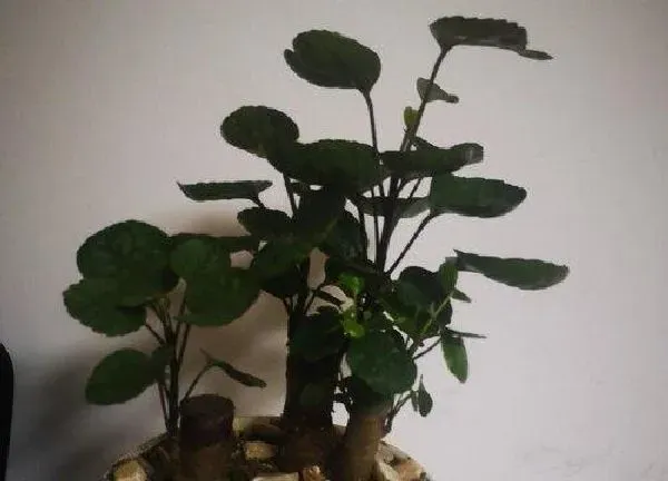 植物浇水|金钱兜多久浇一次水