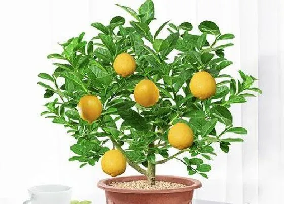 冬天植物|柠檬树耐寒多少度 过冬能耐受最低温度