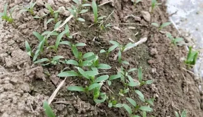 种植管理|香菜出苗不齐什么原因，种香菜为什么出苗后特别细不爱长）