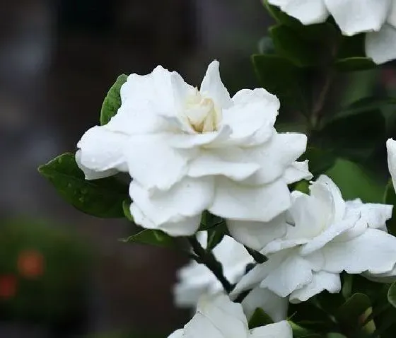 开花时间|栀子花什么时候开花季节 一般几点钟开放