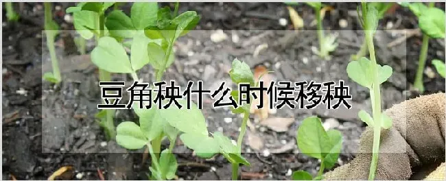 豆角秧什么时候移秧 | 种植资料