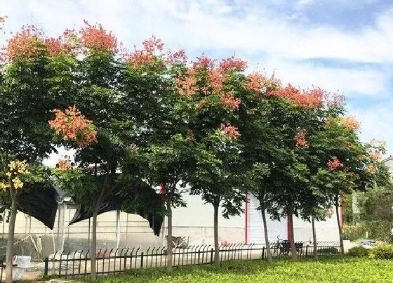 植物种类|栾树是什么树 又叫什么树