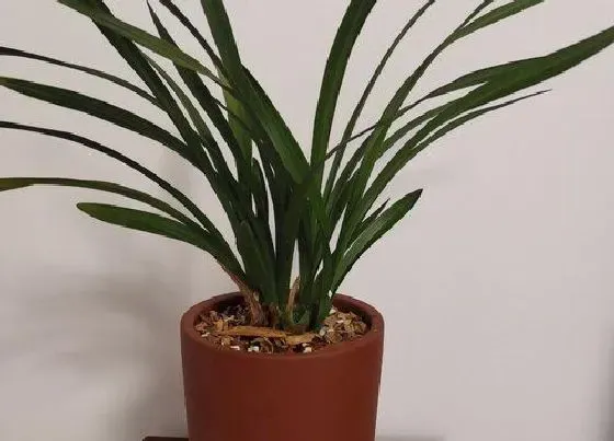 植物种类|兰花是藤本植物吗 属于草本植物